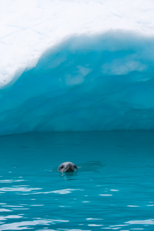 Crabeater Seal Swimming